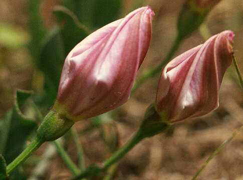 Image of Field Bindweed