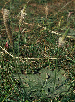 Image of Hoary Plantain