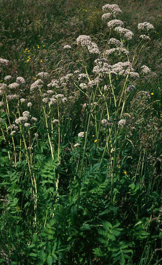 Image of Valeriana officinalis subsp. sambucifolia (J. C. Mikan ex Pohl) Wirtg.