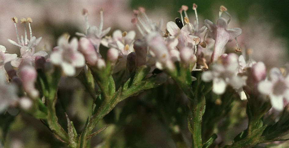 Image of Valeriana officinalis subsp. sambucifolia (J. C. Mikan ex Pohl) Wirtg.