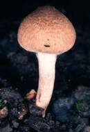 صورة Inocybe curvipes P. Karst. 1890