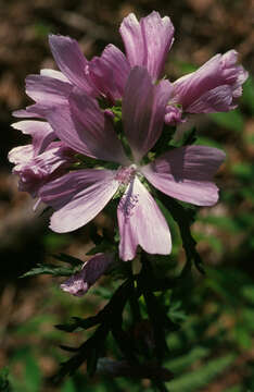 Image of musk mallow