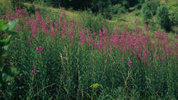 Imagem de Epilobium angustifolium subsp. angustifolium