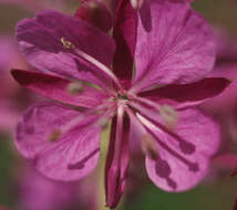 Imagem de Epilobium angustifolium subsp. angustifolium