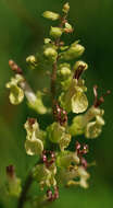 Слика од Teucrium scorodonia L.