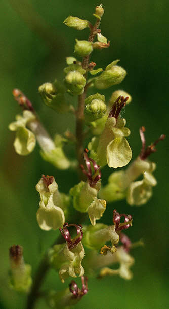 Слика од Teucrium scorodonia L.