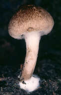 صورة Inocybe curvipes P. Karst. 1890