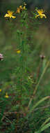 Image of St John's wort