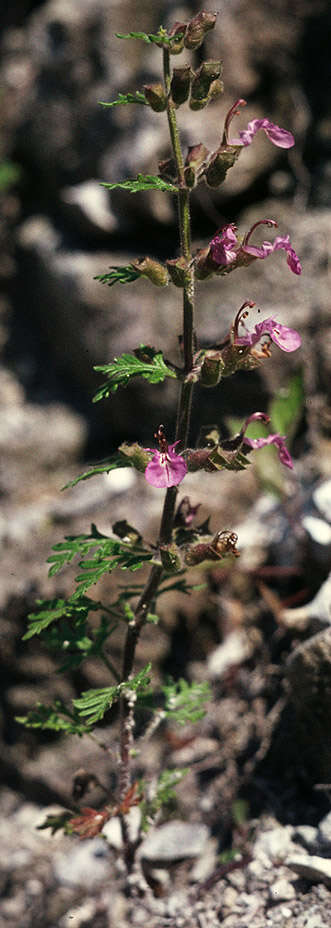 Слика од Teucrium botrys L.