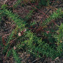 Image of Dodder