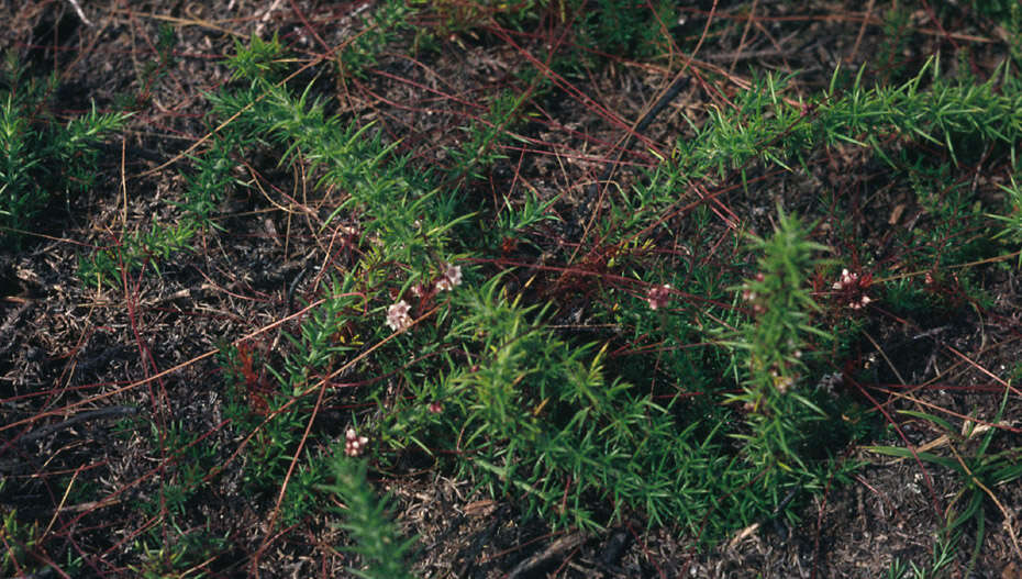 Image of Dodder