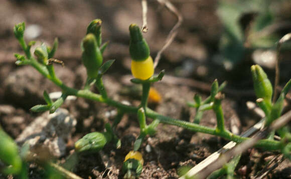 Image of bastard toadflax