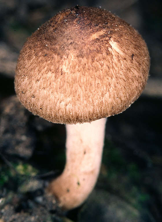 صورة Inocybe curvipes P. Karst. 1890