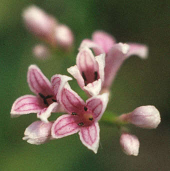 Plancia ëd Asperula cynanchica L.