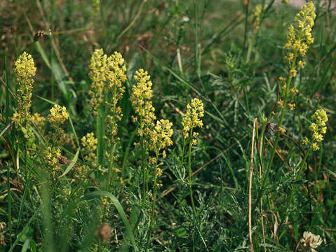 Слика од Reseda lutea L.