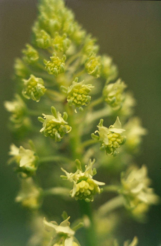 Слика од Reseda lutea L.