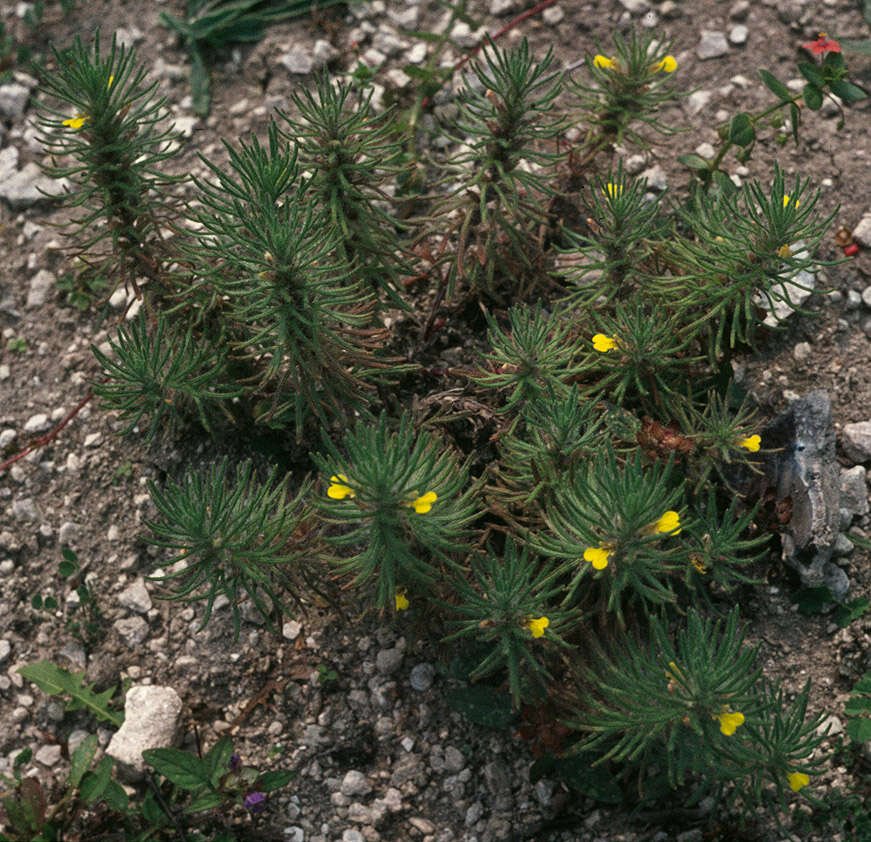 Image of Ground-pine