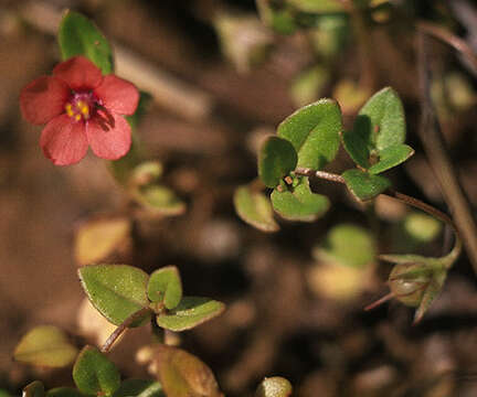 Plancia ëd Anagallis arvensis subsp. arvensis