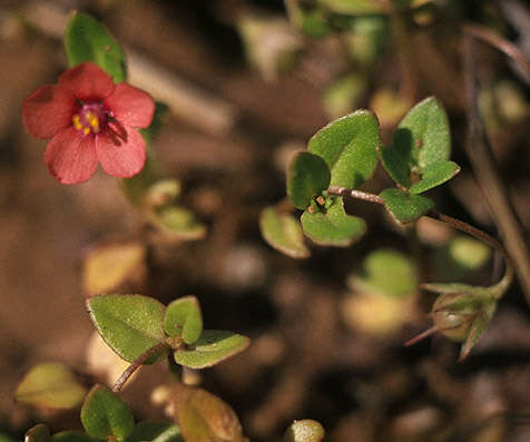 Image of Anagallis arvensis subsp. arvensis