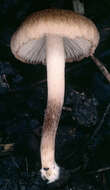 صورة Inocybe curvipes P. Karst. 1890