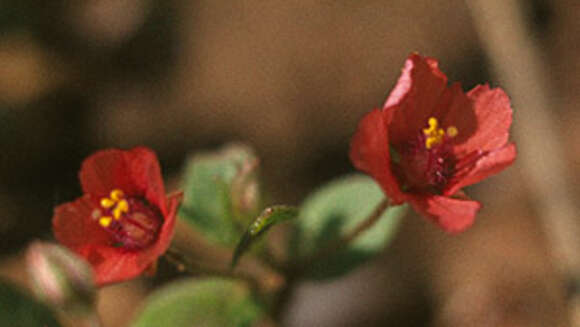 Image of Anagallis arvensis subsp. arvensis