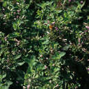 Image of black horehound