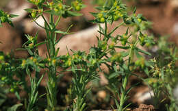 Image of dwarf spurge