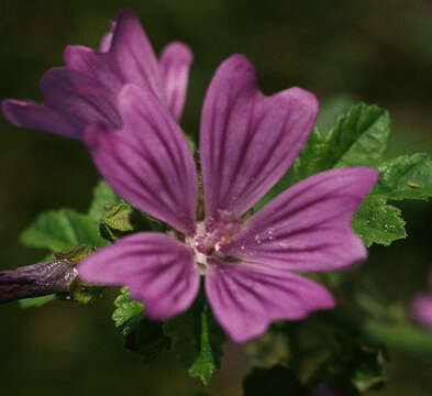 Image of high mallow