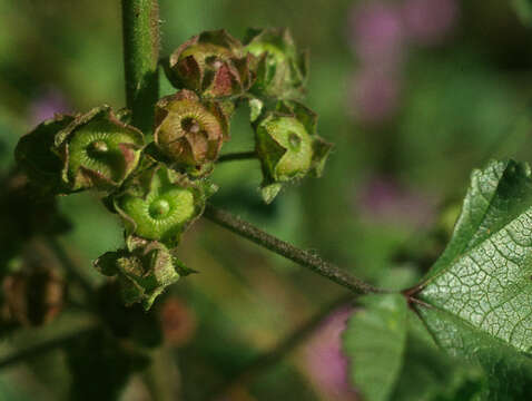 Image of high mallow