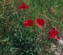 Image of corn poppy