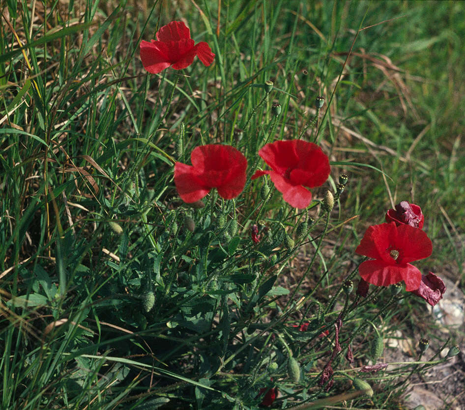 Image of corn poppy