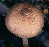 صورة Inocybe curvipes P. Karst. 1890