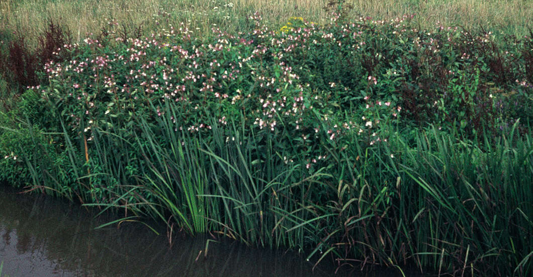 Image of Himalayan balsam