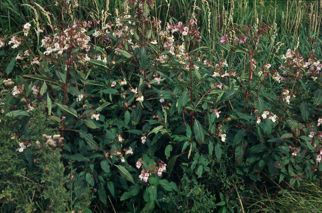 Image of Himalayan balsam