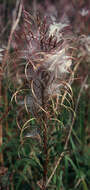 Imagem de Epilobium angustifolium subsp. angustifolium