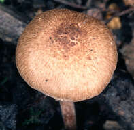 صورة Inocybe curvipes P. Karst. 1890