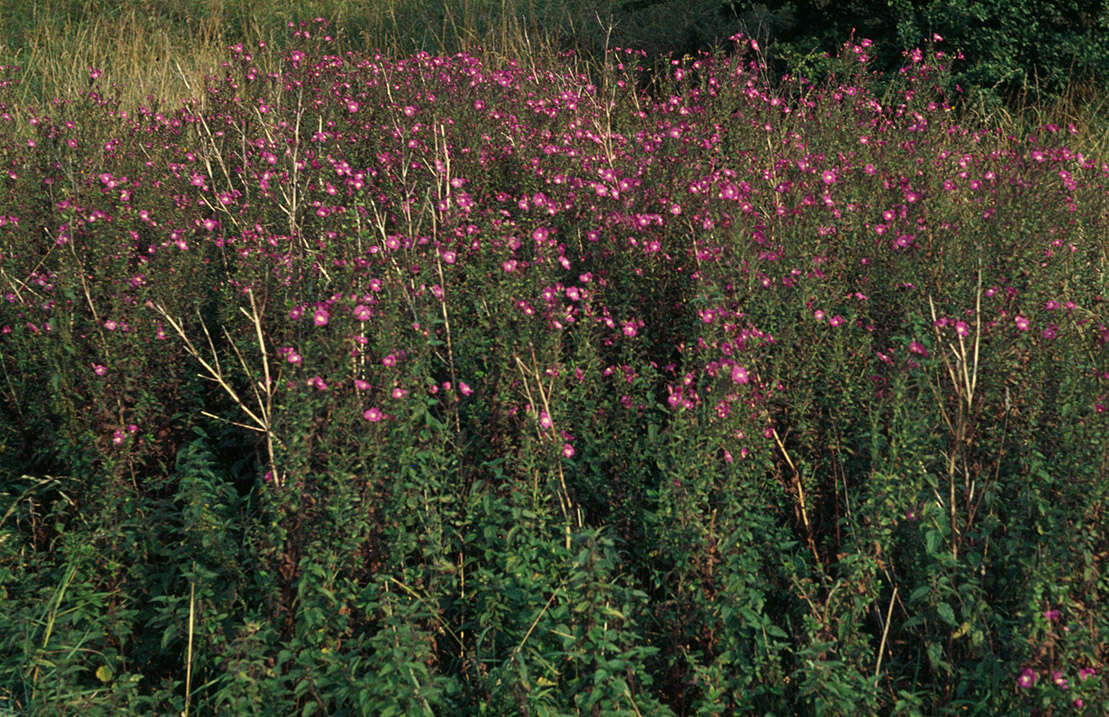 Image of Great Willowherb