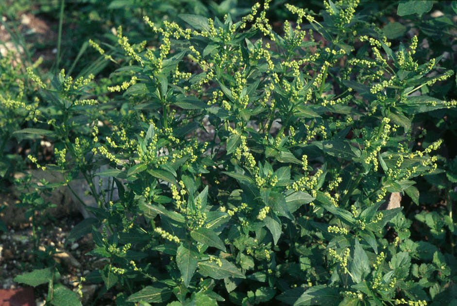 Sivun Mercurialis annua subsp. annua kuva