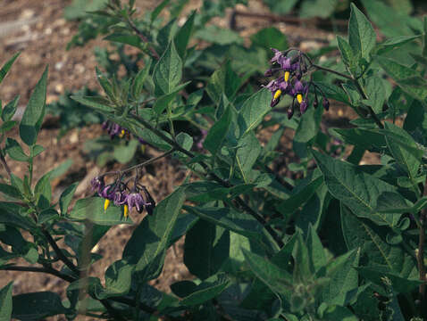 Image of bittersweet, woody nightshade