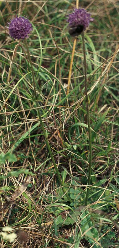 Image of Devil’s Bit Scabious