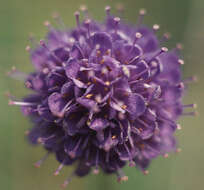 Image of Devil’s Bit Scabious