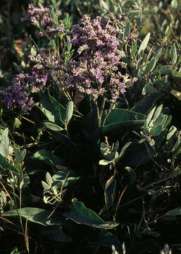 Image of Mediterranean sea lavender