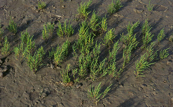 Image of glasswort