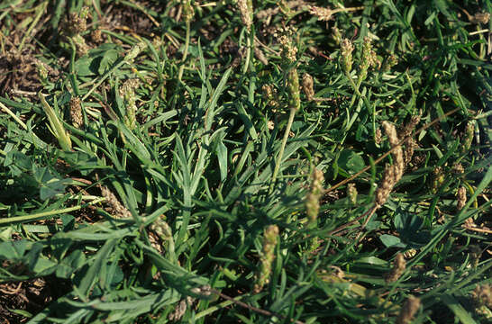 Image of buckhorn plantain