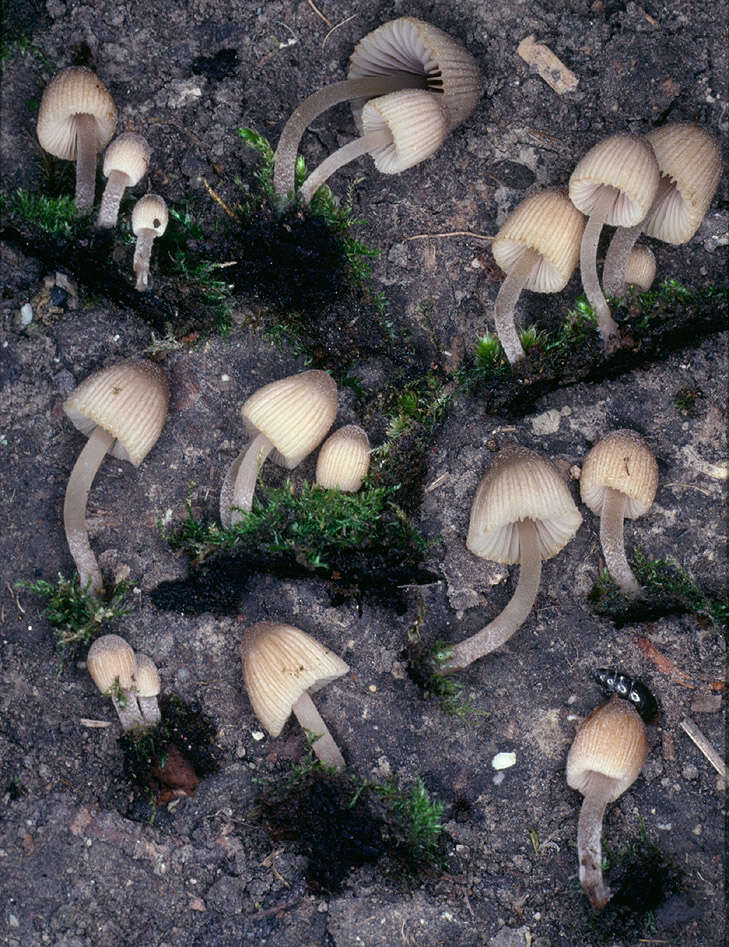 Image of Trooping Inkcaps