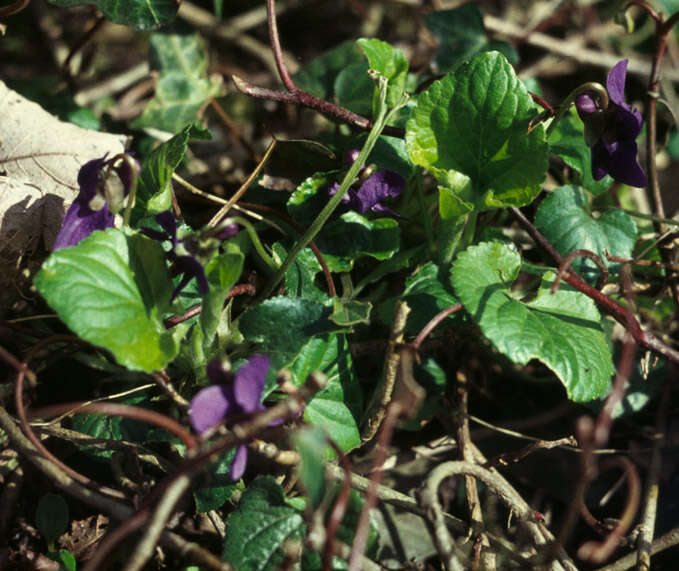 Image of Viola odorata subsp. odorata