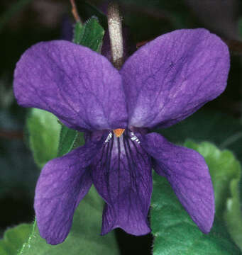 Image of Viola odorata subsp. odorata