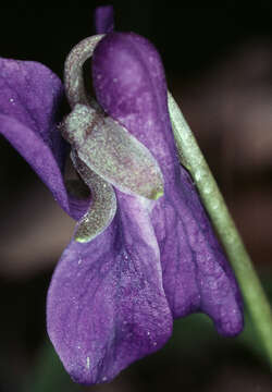 Image of Viola odorata subsp. odorata