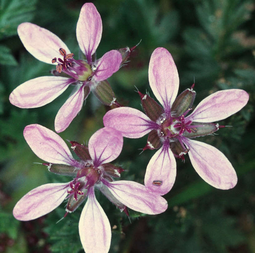 Image of Common Stork's-bill