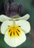 Слика од Viola arvensis Murray